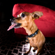 Illustration for article titled Shooting Challenge Pets Gallery 4